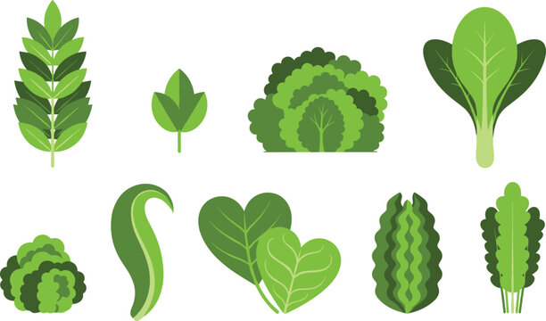 Green leafy vegetable collection with lettuce, spinach and cabbage varieties, fresh organic greens illustration set isolated on white background for healthy food design