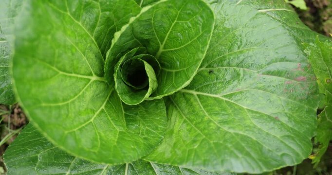 Green pakchoi crops growing in vegetable garden