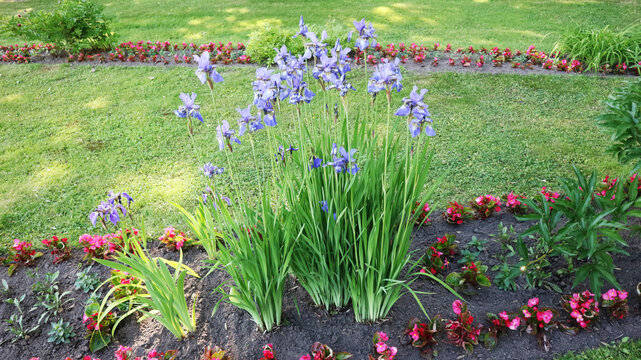 Blooming Purple Irises in Decorative Garden Flower Bed