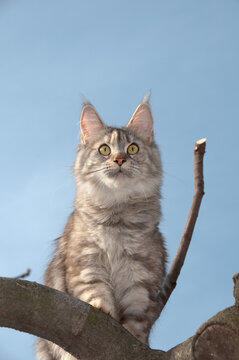 Maine Coon (Felis catus)