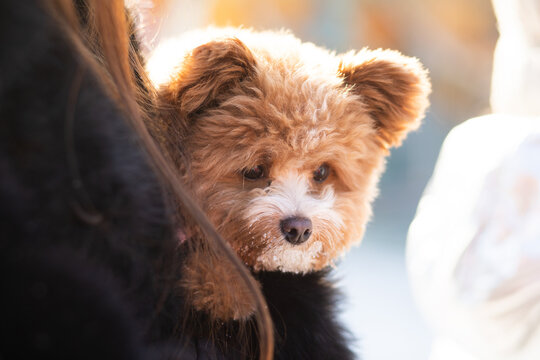 A cute curly-haired dog pomapoo with a snowy muzzle, wearing a pink jacket, looking attentively at the camera during a sunny winter day.