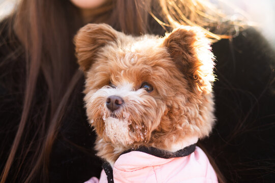A cute curly-haired dog pomapoo with a snowy muzzle, wearing a pink jacket, looking attentively at the camera during a sunny winter day.