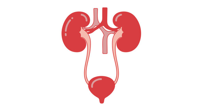 Anatomical illustration of the human kidneys ureters and urinary bladder