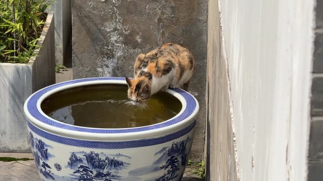 A stray cat drinks water from a water tank