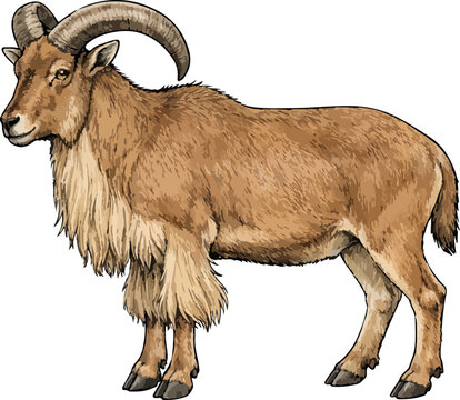 Ammotragus lervia illustration art