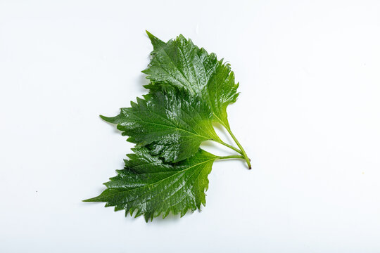 Fresh perilla leaves