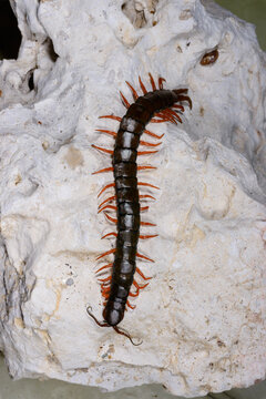 Scolopendra - predators occurring in southern Ukraine, particularly in the Odessa
