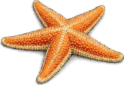 Asteroidea rubens illustration art