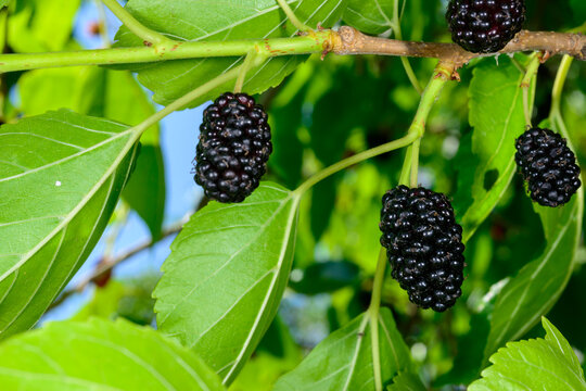 Black mulberry (Morus nigra) berries against green leaves
