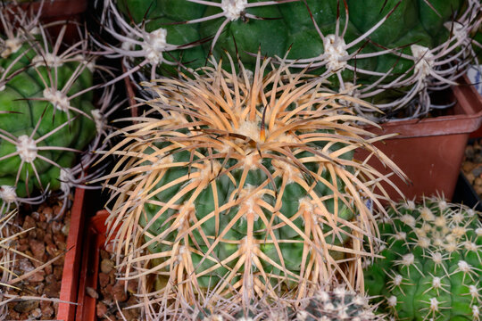 Gymnocalycium spegazzinii cactus in a botanical collection