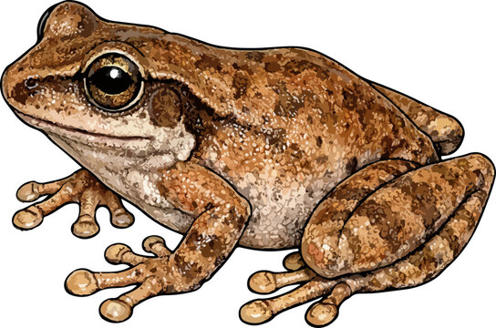 Eleutherodactylus coqui illustration art