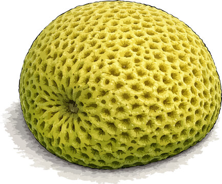 Favia fragum illustration art