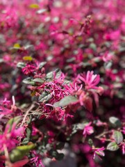 Fototapeta premium Close Up of Pink Loropetalum Flowers in Bloom