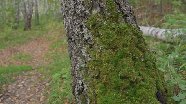 Birch trunk on camping trail closeup, moss patches hugging rough bark, leafstrewn path receding into grove, fallen birch log framing scene, soft overcast light, mood of exploration and outdoor