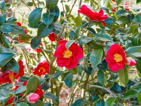 Camellia Japonica | Japanese camellia 'rusticana' producing flowers with red petals adorned with numerous long stamens along purplish branches covered with leathery dark green foliage finely toothed 
