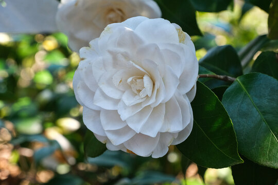 Un fiore di camelia in una piantagione in una giornata di primavera