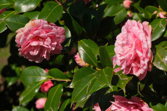 Un fiore di camelia in una piantagione in una giornata di primavera