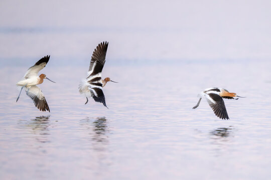 American Avocet's (Recurvirostra americana) flying over Don Edwards Wildlife Refuge in San Francisco Bay, California 