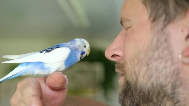 Budgerigar playing with handsome man. Budgie. Funny blue purple parakeet sitting on owner head. Cute violet tamed bird having fun with people. Friendship, relationship with Pets. Cute domestic animals