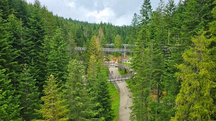 Krajobraz ścieżki w lesie © Asnyko