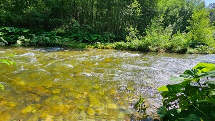 Rzeka przepływająca przez las latem  © Asnyko