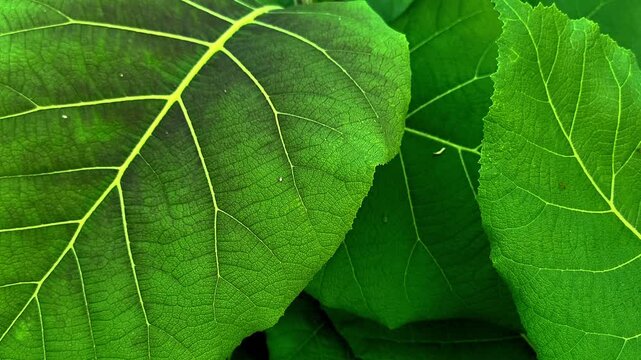 Extreme macro shot of green teak leaf texture with detailed veins.