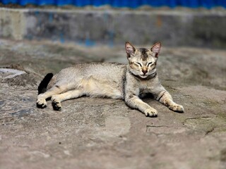Close-Up of a Beautiful Cat Lying on Ground © MdAshaduzzaman