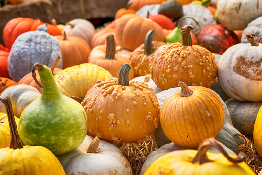 Colorful pumpkin and winter squash at a farmstand