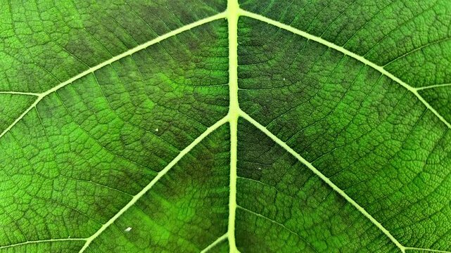 Symmetrical macro background of teak leaf with detailed green vein structure.