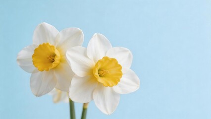 Obraz premium White daffodils with yellow centers