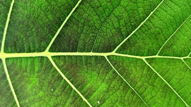 Horizontal macro background of green teak leaf texture with detailed skeletal veins.