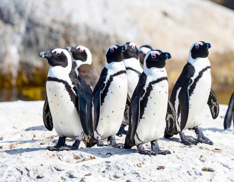 Flock of African penguins (Spheniscus demersus) together, rocky surface. AI