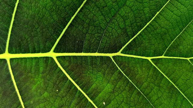 Horizontal macro background of green teak leaf texture with symmetrical veins.