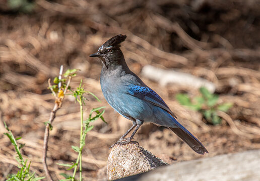 Steller's Jay foraging in a Rocky Mountain Forest