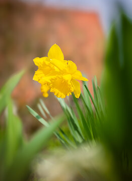 Leuchtend gelbe Bl&uuml;ten der Narzisse (Narcissus) Ende M&auml;rz im Garten