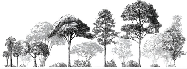 Black and white of diverse trees and foliage in a layered forest scene nature © appl