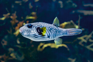 white-spotted pufferfish in aquarium © Frédéric Prochasson