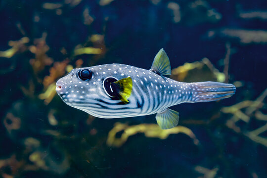 white-spotted pufferfish in aquarium