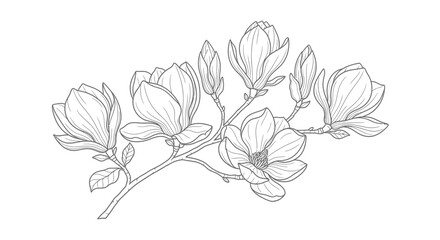 Blooming Magnolia Flower Branch Vector Illustration for Botanical Design Elements © Fajarputra