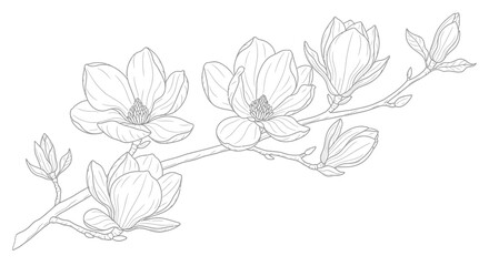Elegant Magnolia Flower Blooming Branch Sketch Hand Drawn Vector Illustration © Fajarputra