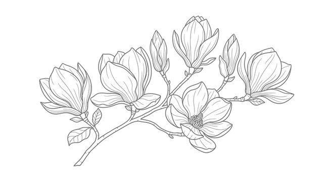 Blooming Magnolia Flower Branch Vector Illustration for Botanical Design Elements