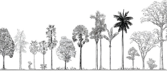 Fototapeta premium Diverse collection of black and white hand-drawn trees and foliage against a white background plant plants