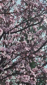 Branches of blossoming apricot or sakura in spring, vertical video