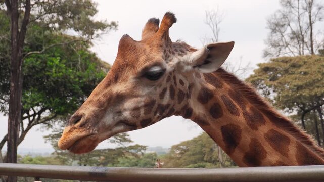 Close up tourist visitors feed an endangered Rothschild giraffe from a platform at the Nairobi Giraffe Center. Authentic wildlife conservation encounter in Kenya