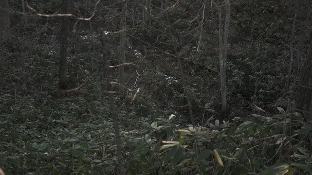 冬枯れの森と小さな川の流れ