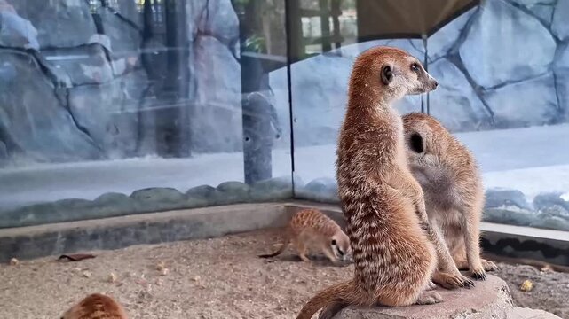 A group of little meerkat standing in big rock at the glass cage in the zoo