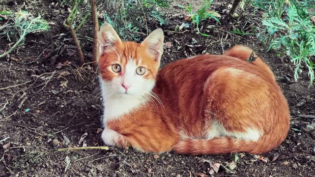 Orange and white stray kitten resting on garden soil, eyes tracking a fly with alert curiosity, Istanbul, Turkey