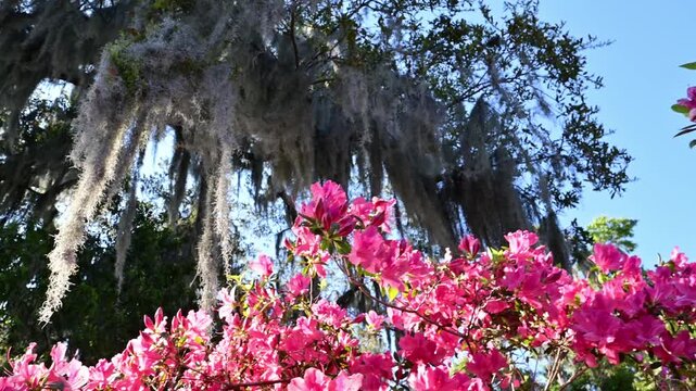 Colorful flowers bloom under hanging moss in a garden with blue sky and sunlight shining bright video