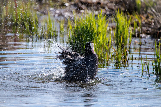 Blesshuhn beim Baden im Wasser &ndash; Fulica atra mit spritzender Bewegung in Feuchtgebiet