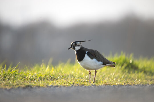 Kiebitz im Abendlicht auf Wiese &ndash; Vanellus vanellus mit charakteristischer Federhaube